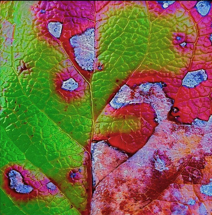 Fireweed—mixed media artist & photographer
